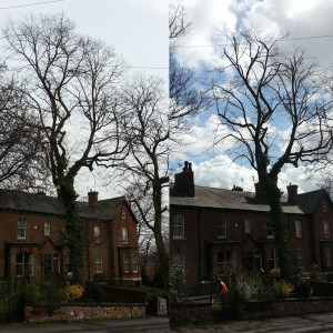 Before and after crown reduction