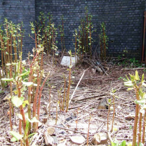 Japanese knotweed treatment