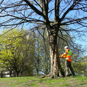 Recording tree characteristics during survey