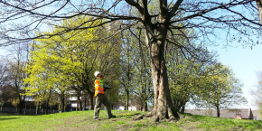 Tree consultant carrying out a survey