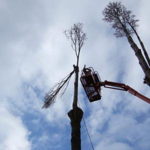 Urban tree dismantling