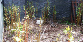 Ecology and invasive weed control